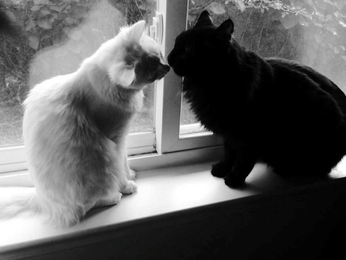 Good Morning Kisses - Snowball And Picaso