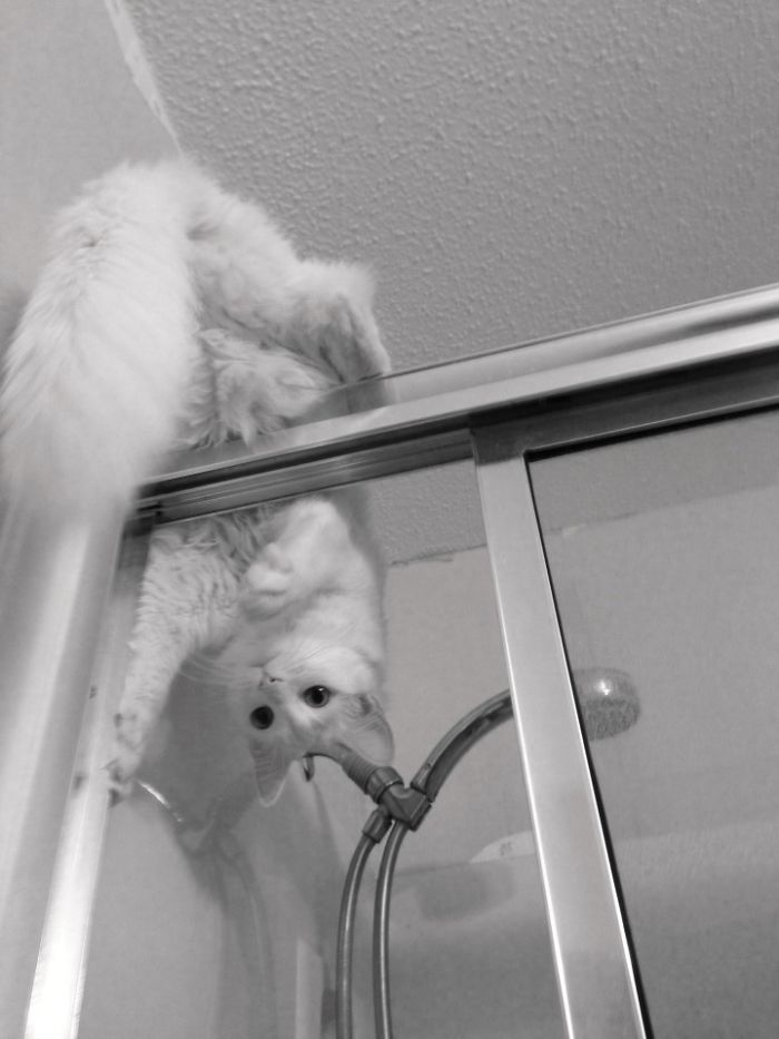 Look Ma No Hands - Silly Snowball