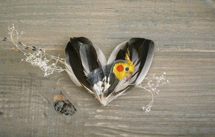 oil-acrylic-paintings-parrot-feathers-jamie-homeister-30 oil-acrylic-paintings-parrot-feathers-jamie-homeister-30