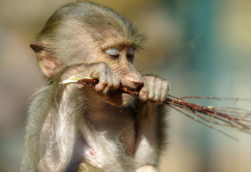 zoo-animals-goran-anastasovski-1