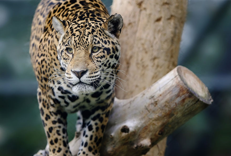 zoo-animals-goran-anastasovski-2