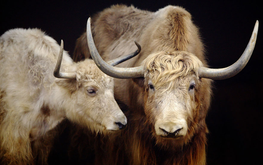 zoo-animals-goran-anastasovski-3 zoo-animals-goran-anastasovski-3