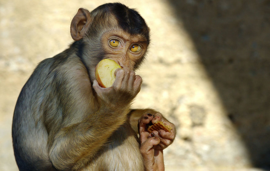 zoo-animals-goran-anastasovski-5