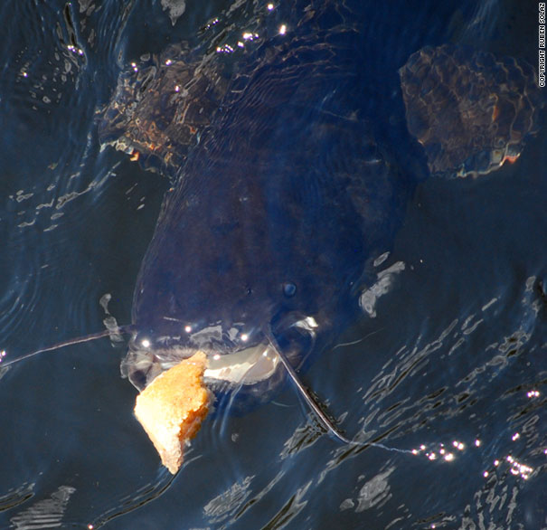 Chernobyl 20+ Years After the Accident