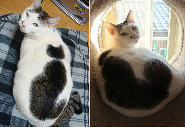 Inception Cat: A Cat Within a Cat [Pic]