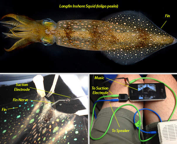 A Squid Listening to Cypress Hill