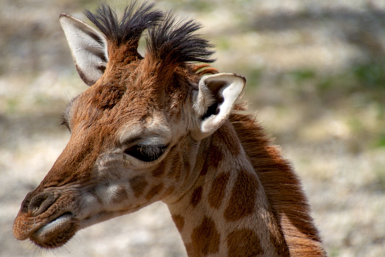 baby giraffe