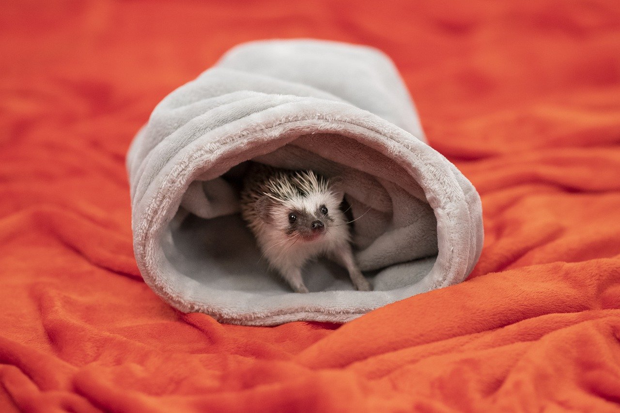 baby hedgehog in a soft cover