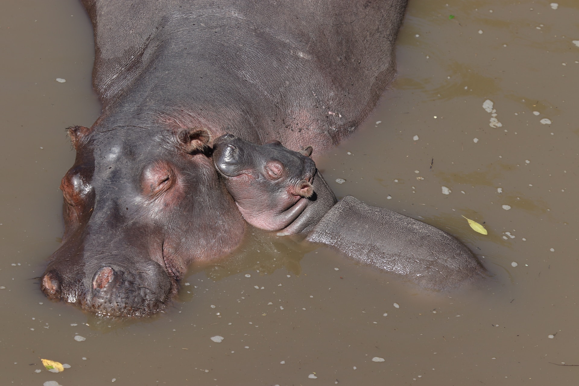 small hippo lying on the big one in the water