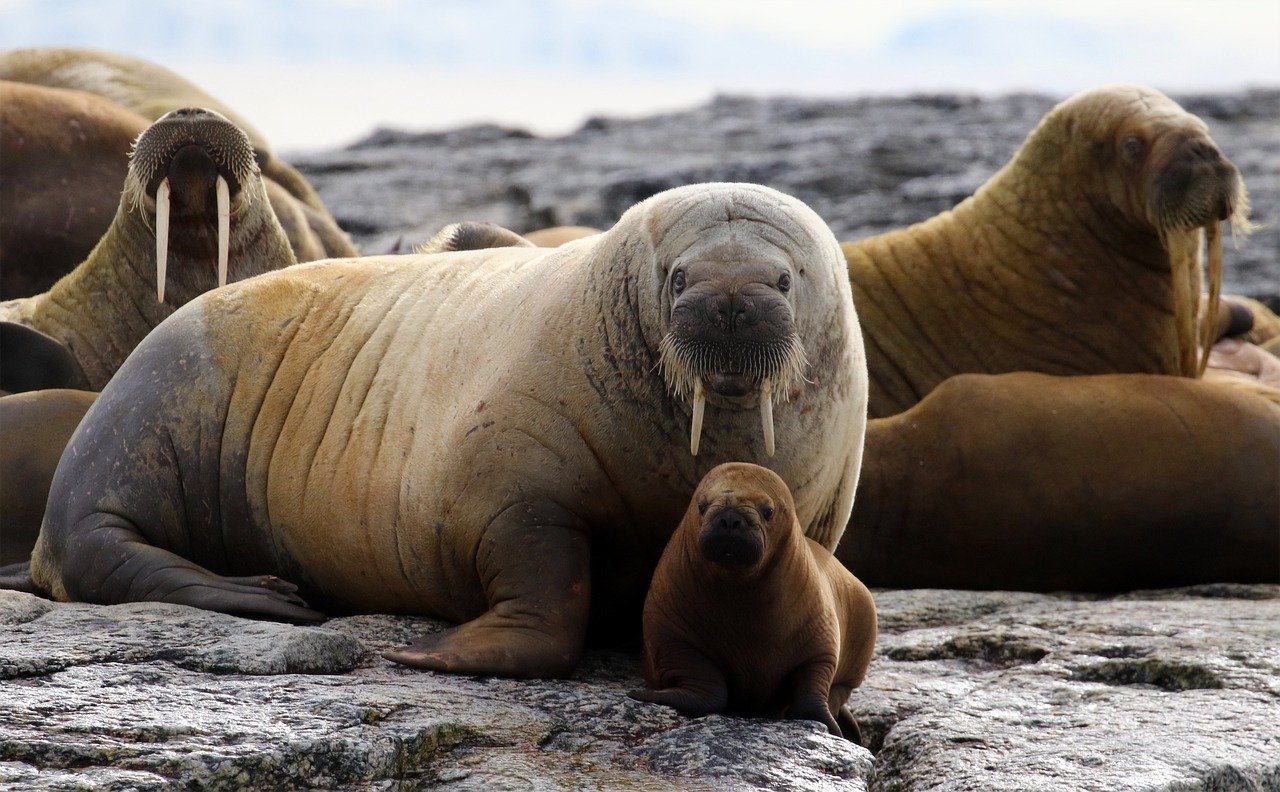 small and big walruses lying on the shore 