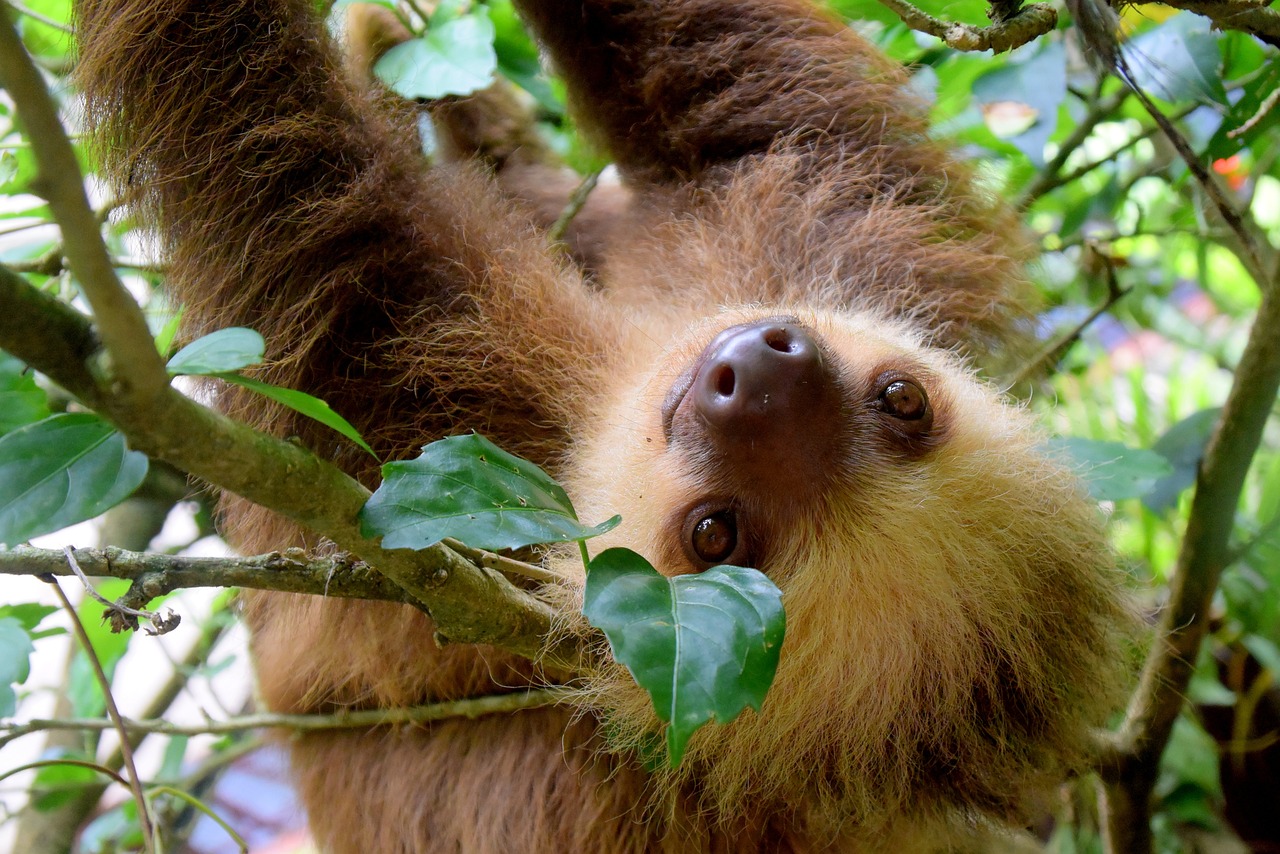 baby sloth hanging on the tree