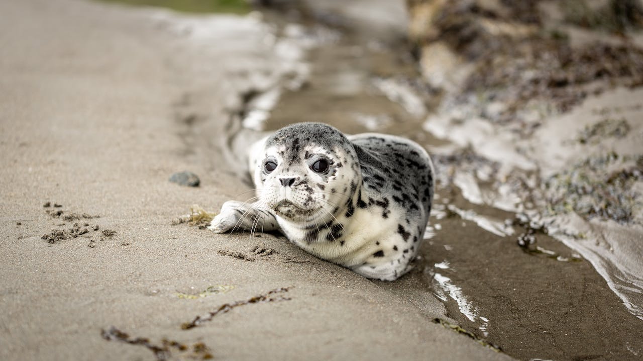 baby seal lying on the shore