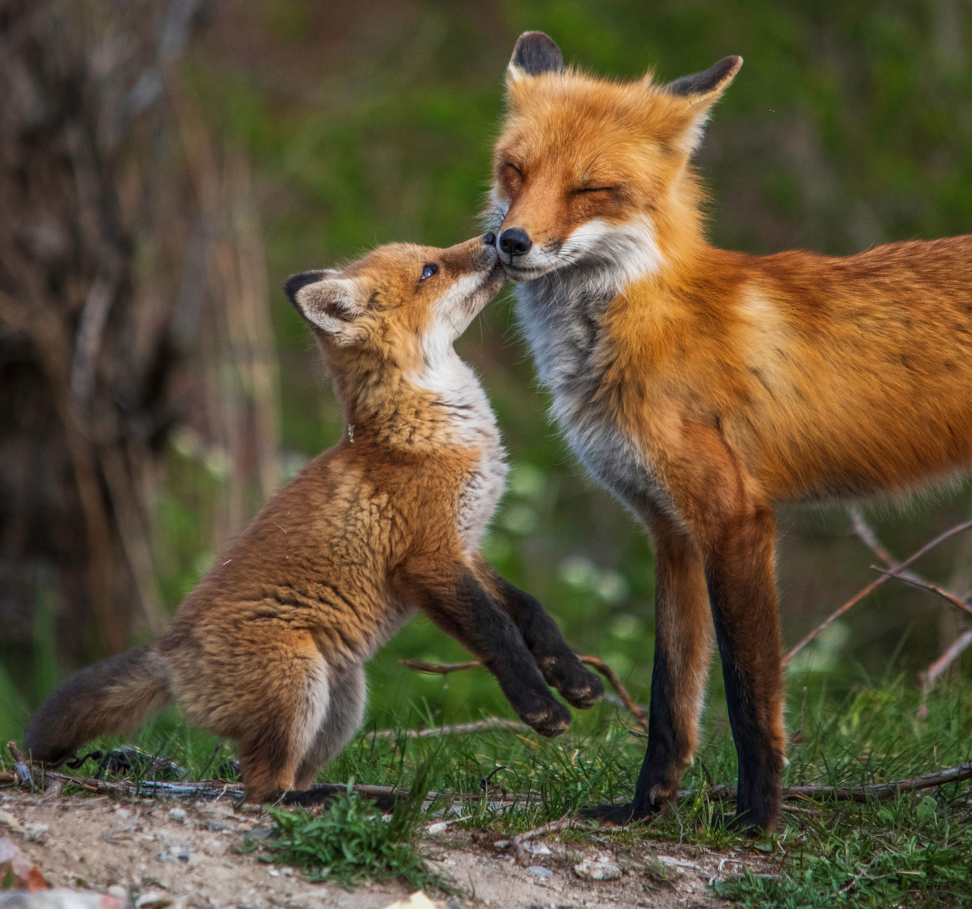 baby fox touching the elder one with his face