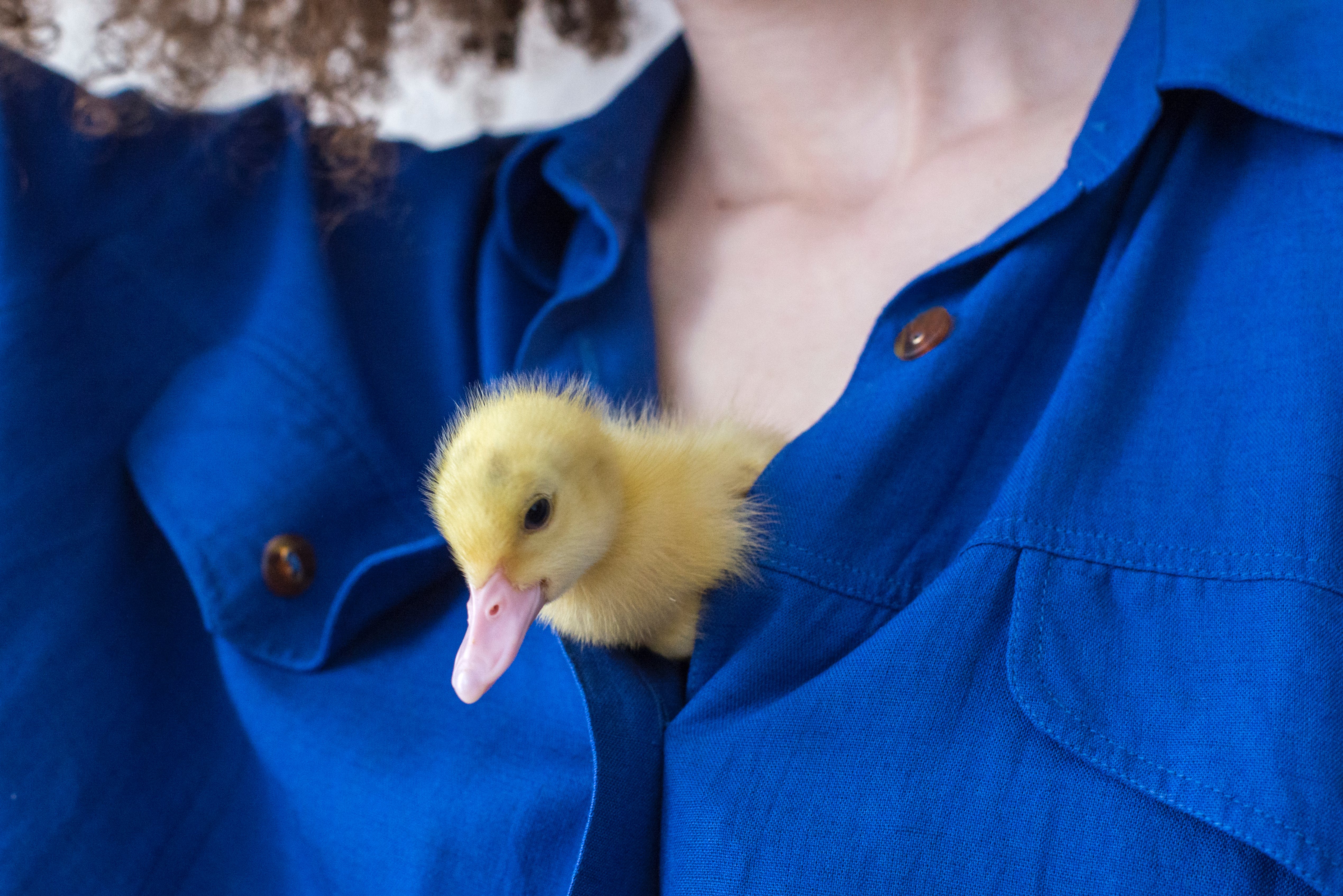 duckling in the shirt