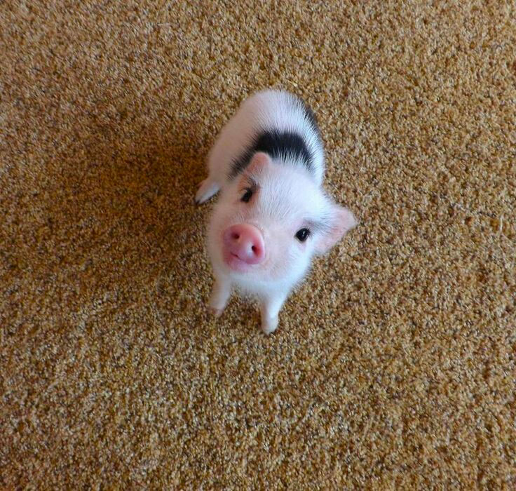 Piglet staying on the carpet