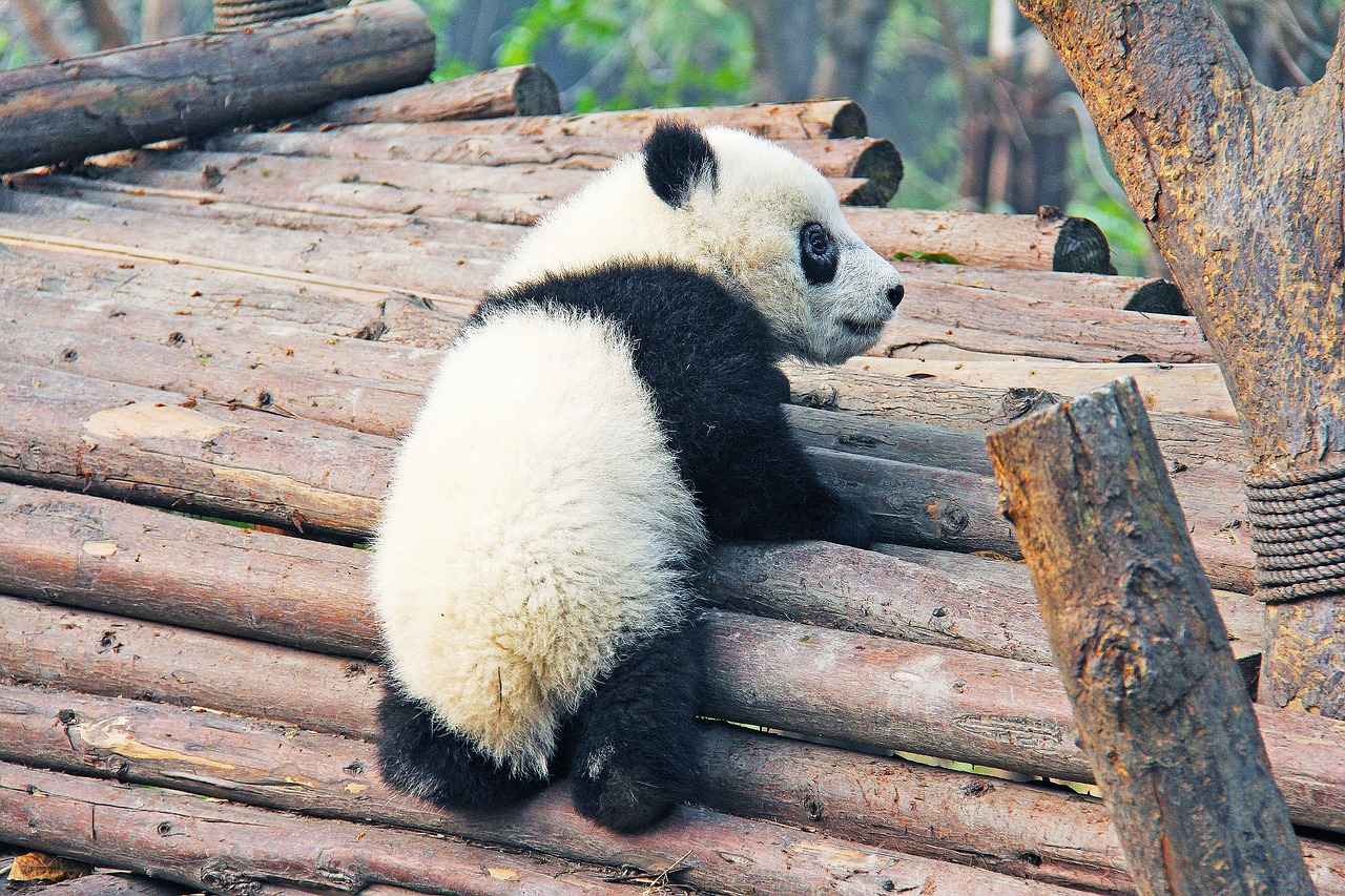 baby panda on the logs