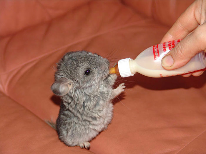 baby chinchilla drinking milk from the bottle