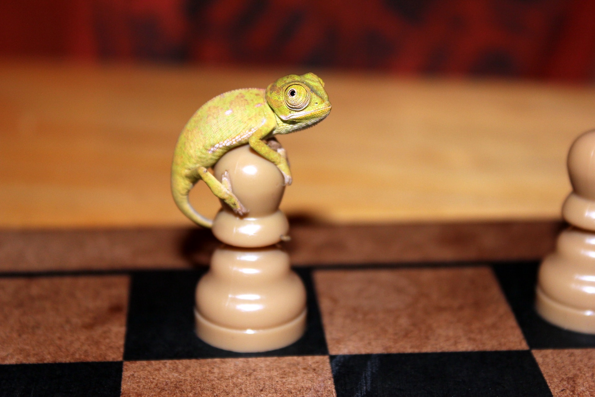 a small lizard sitting on top of a chess board