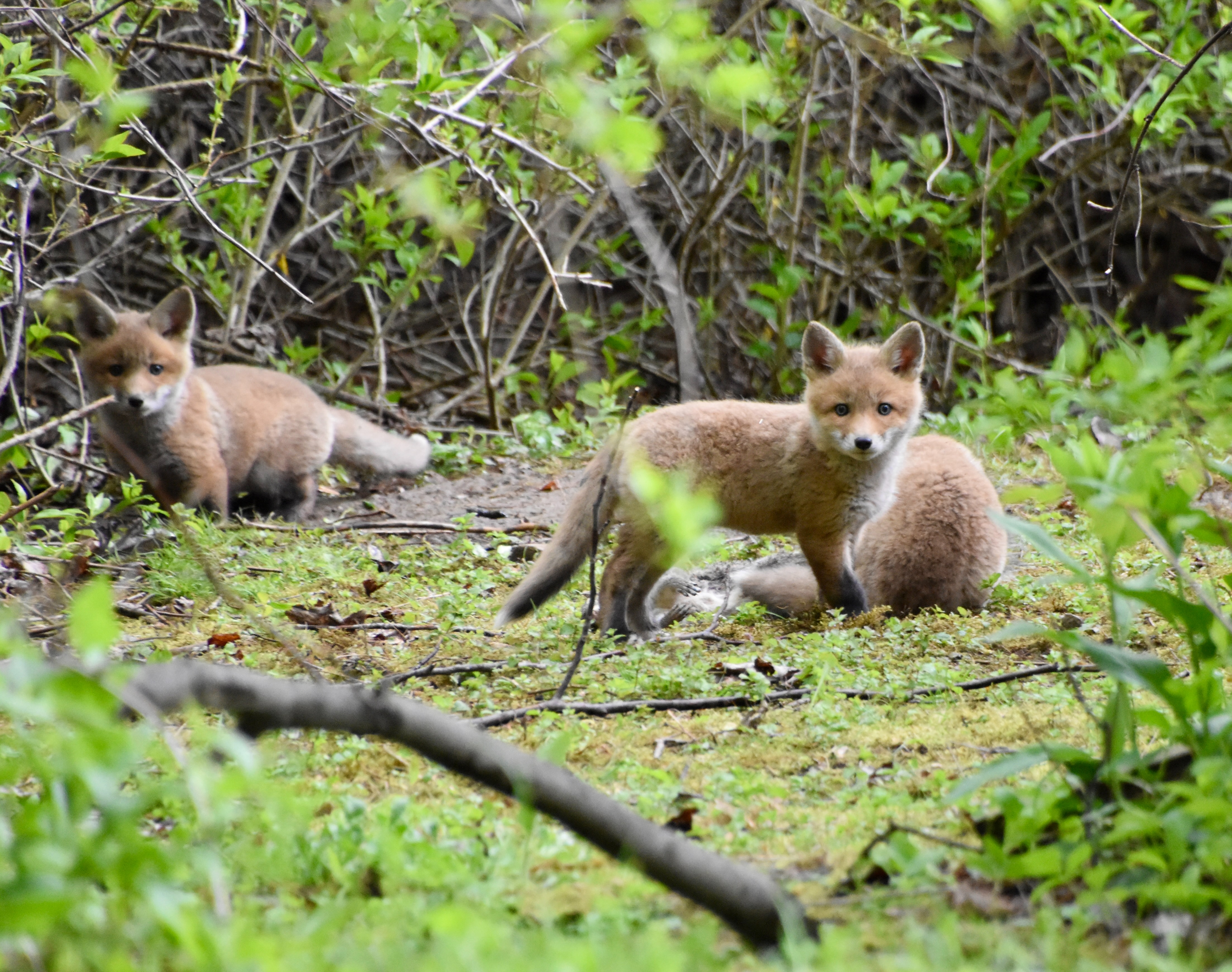 a couple of foxes sitting on top of a grass covered field