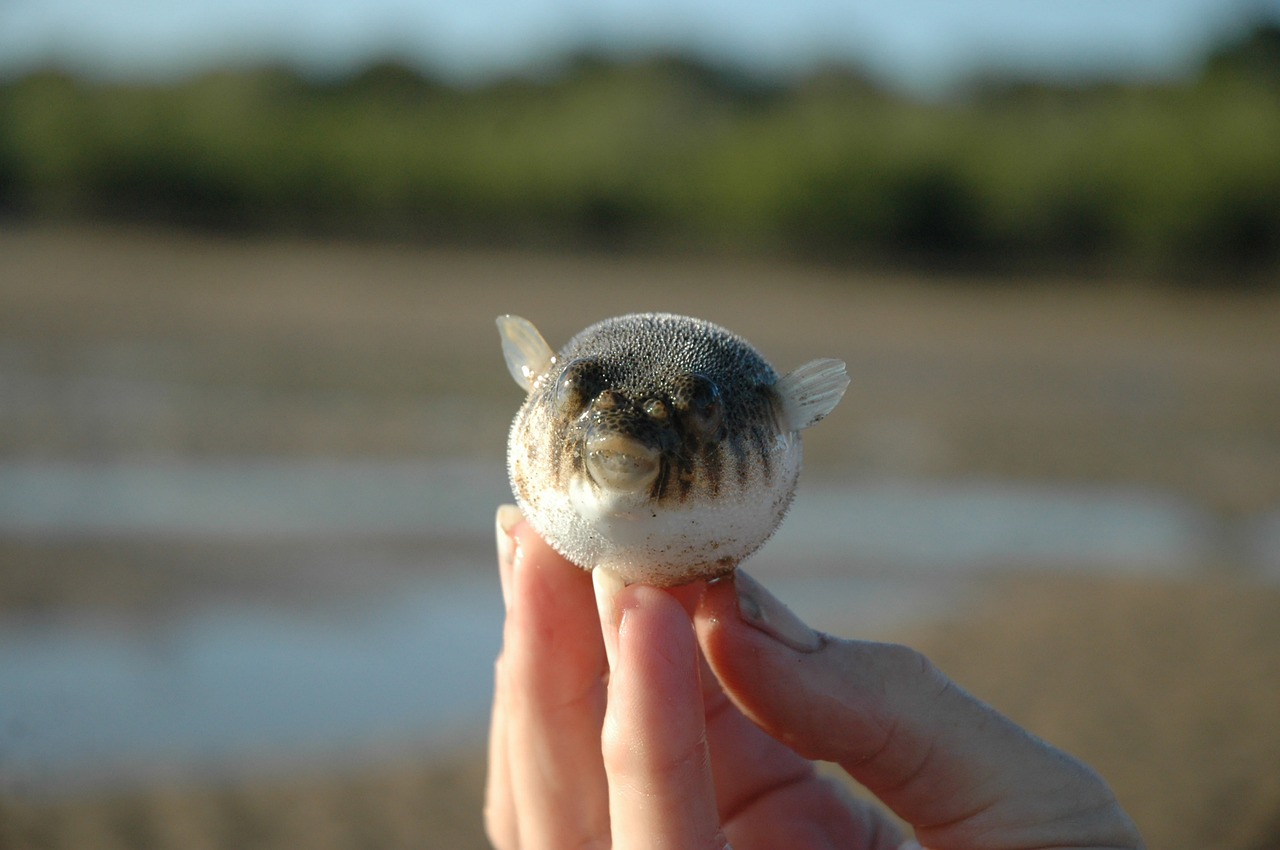 baby puffer fish in the fingers