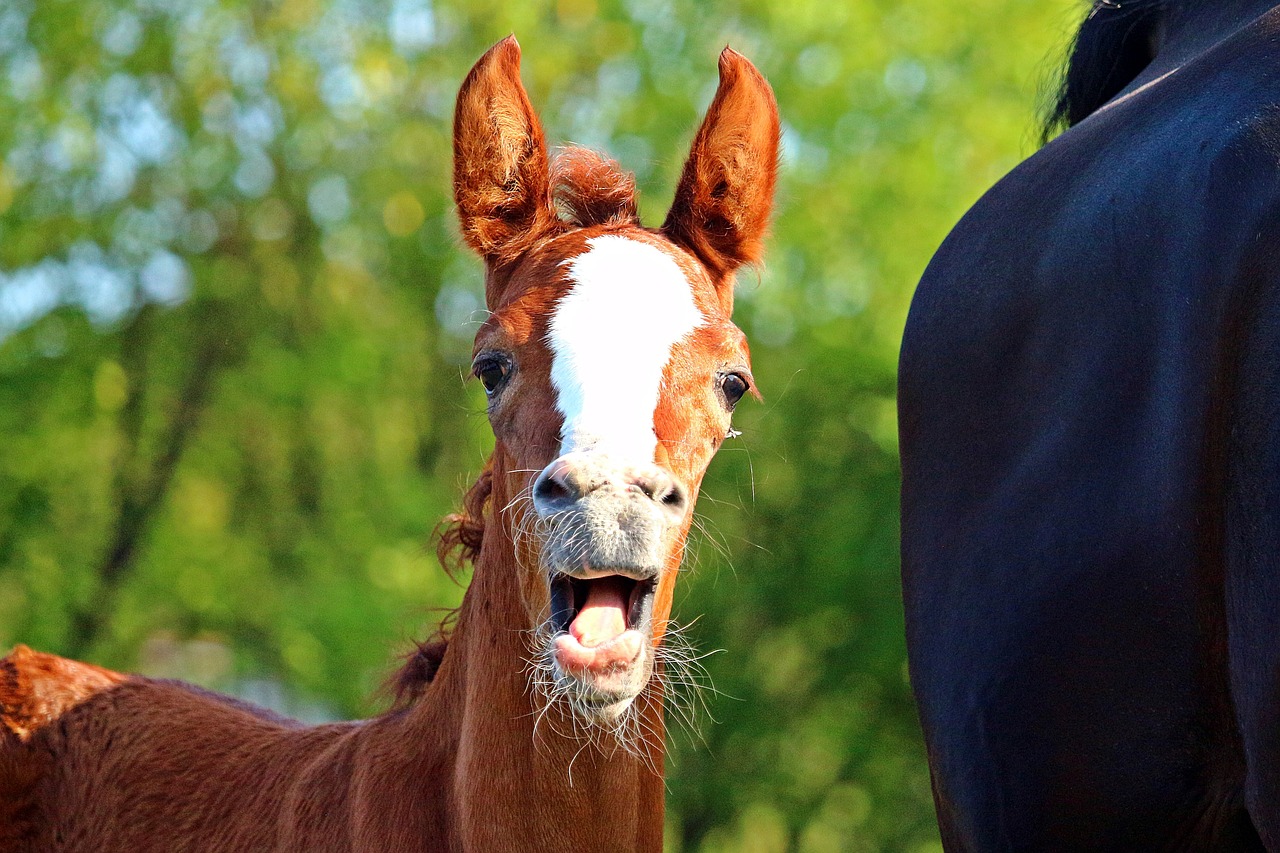 foal with an open mouth