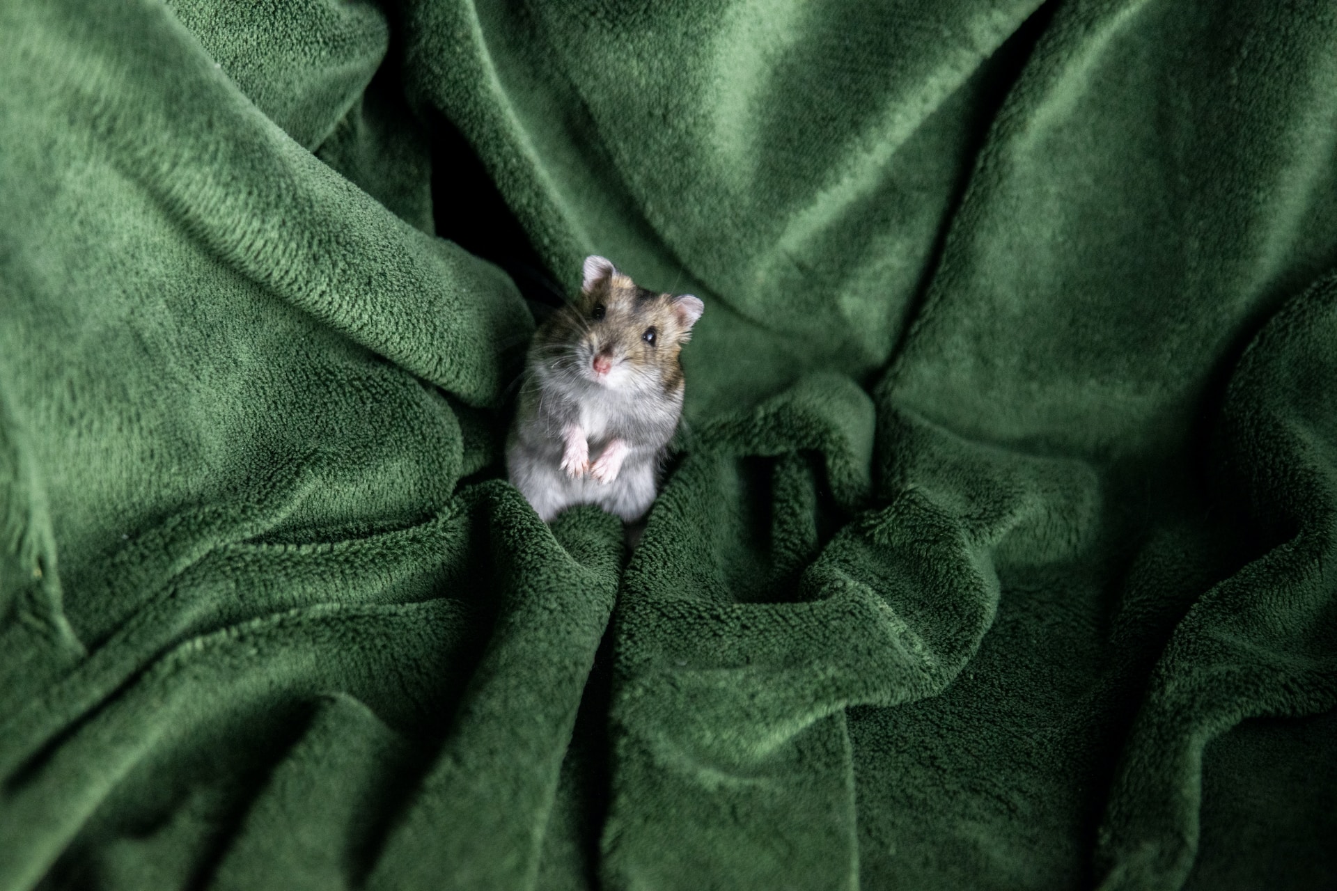 the hamster on a green textile