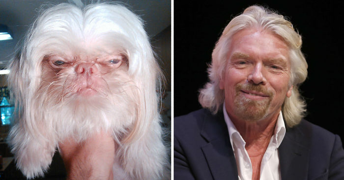 Dogs That Look Like Something Else