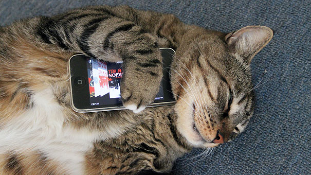 Texts From Mittens: What If Cats Could Text?