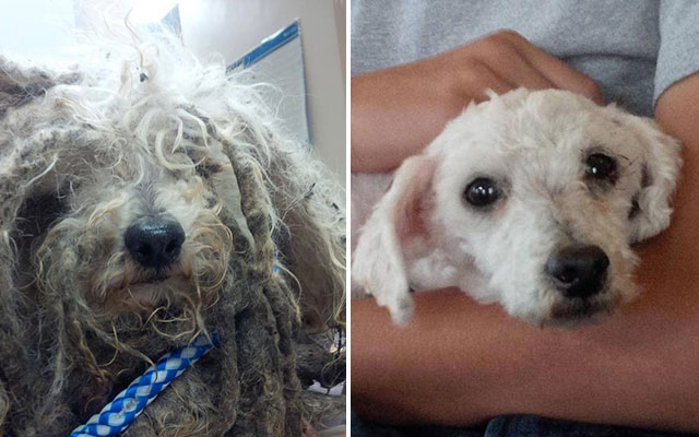 Shrek’s Amazing Rescue Story: Abandoned Dog Goes From Woods To Loving Home