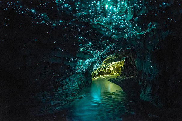 Glowworms Create Spectacular Starry Night Sky in a New Zealand Cave