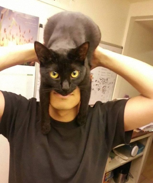 batman-cat-mask-coverimage.jpg
