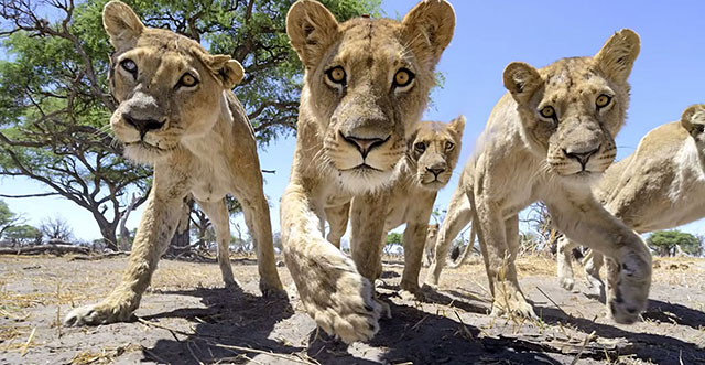 Photographer Puts Camera On Radio-Controlled Buggy To Take Close-Up Photos Of Lions In Botswana [VIDEO]