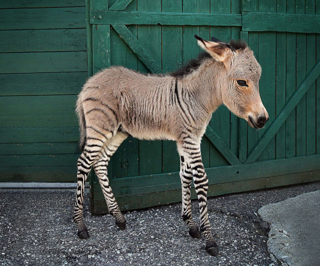 Meet Ippo, The Adorable Zonkey Who is Half Zebra, Half Donkey