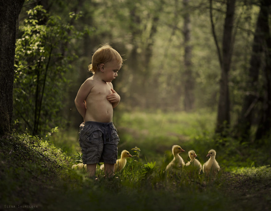 Child on farm with ducklings in magical forest setting. Child on farm with ducklings in magical forest setting.