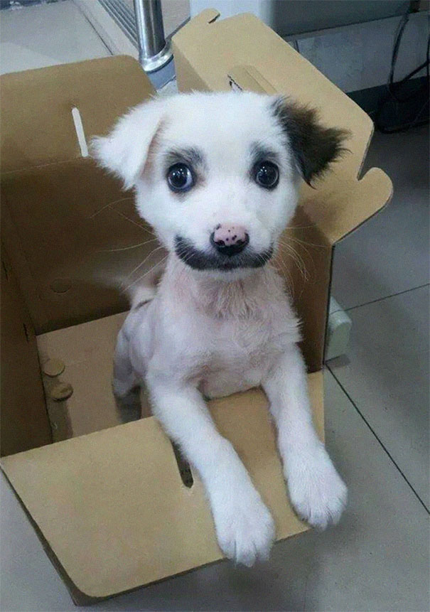 animals-with-mustache-1 animals-with-mustache-1