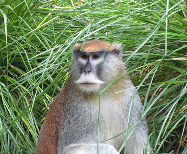 animals-with-mustache-11 animals-with-mustache-11