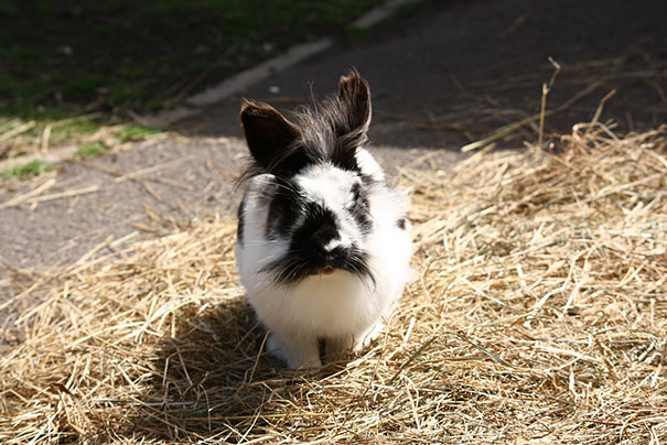 animals-with-mustache-12 animals-with-mustache-12