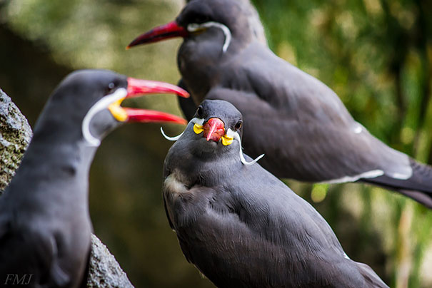 animals-with-mustache-3-1 animals-with-mustache-3-1