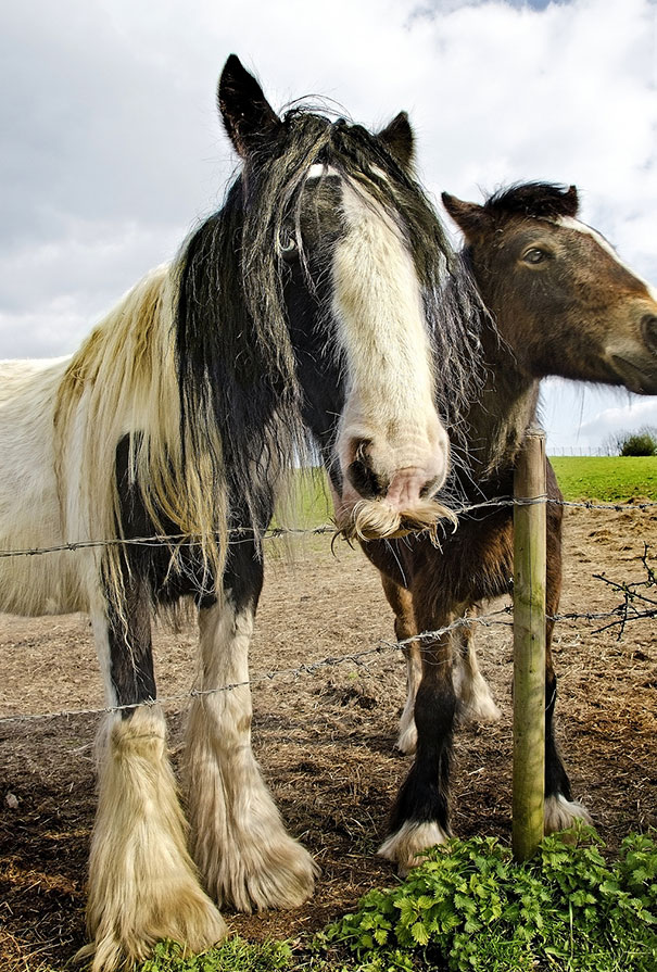animals-with-mustache-4 animals-with-mustache-4