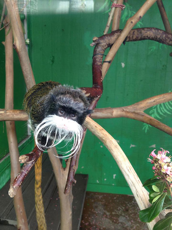 animals-with-mustache-5-2 animals-with-mustache-5-2