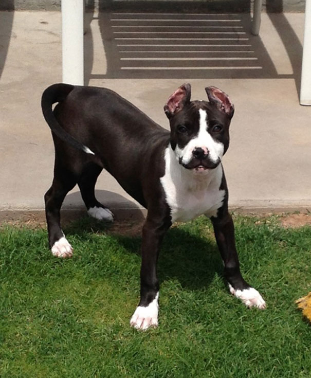 animals-with-mustache-6-2 animals-with-mustache-6-2