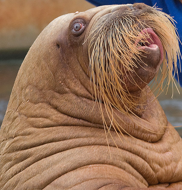 animals-with-mustache-7 animals-with-mustache-7