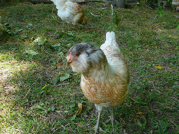 animals-with-mustache-8 animals-with-mustache-8