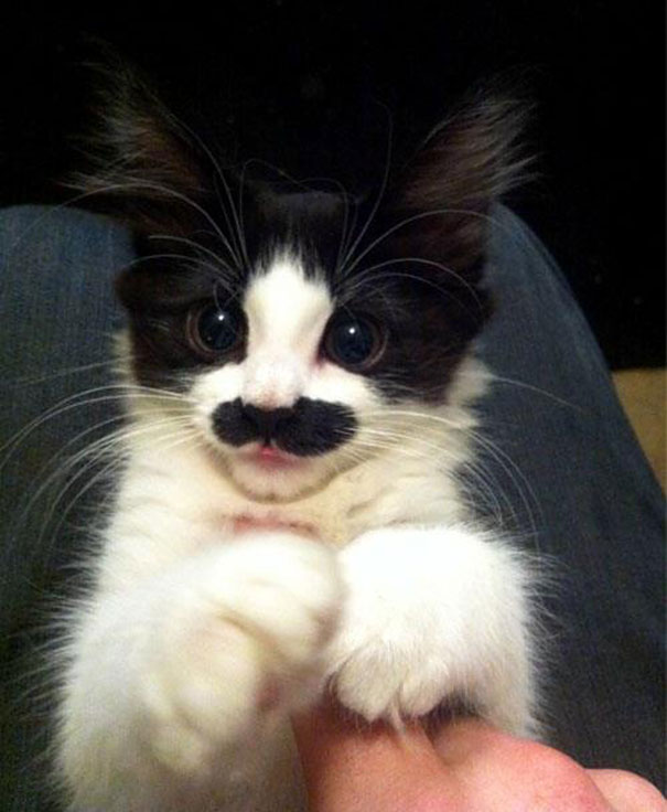 animals-with-mustache-9 animals-with-mustache-9