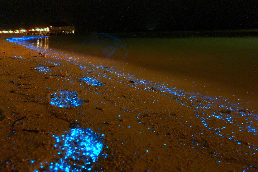 bioluminescent-phytoplankton-glowing-organism-will-ho-6 bioluminescent-phytoplankton-glowing-organism-will-ho-6