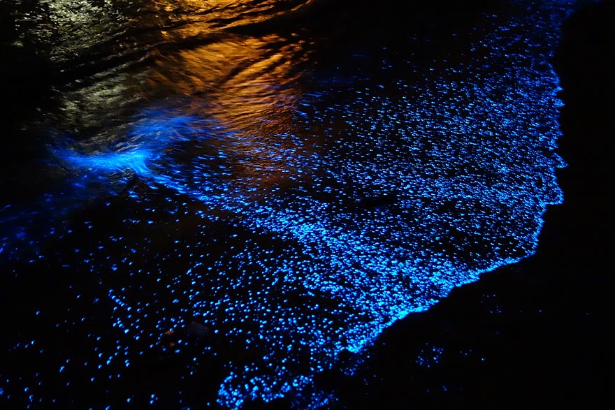 bioluminescent-phytoplankton-glowing-organism-will-ho-8 bioluminescent-phytoplankton-glowing-organism-will-ho-8