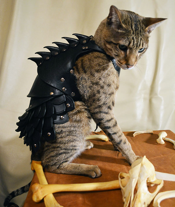 black-leather-cat-armor-schnabuble-2 black-leather-cat-armor-schnabuble-2