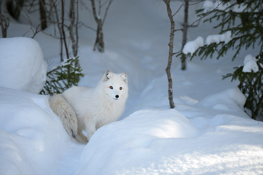 cute-animal-photography-edwin-kats-12 cute-animal-photography-edwin-kats-12