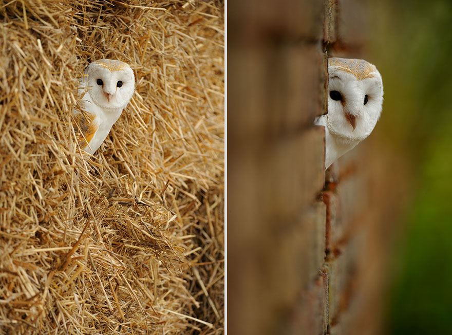 cute-animal-photography-edwin-kats-13 cute-animal-photography-edwin-kats-13