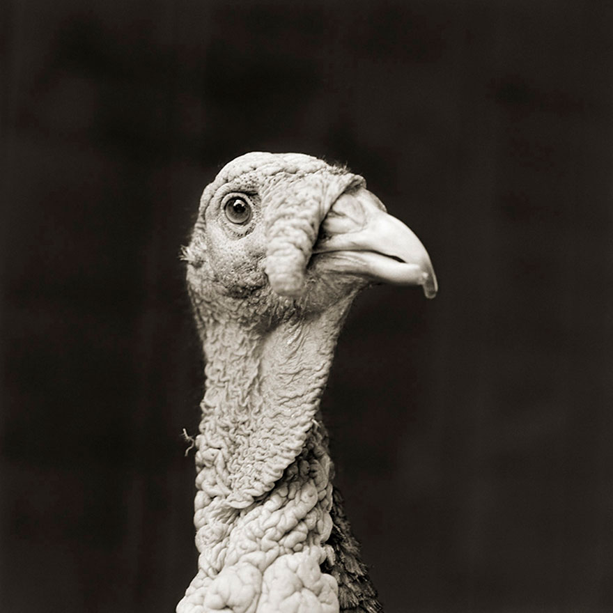 elderly-animals-isa-leshko-10